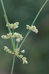 Tropical flatsedge